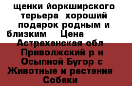 щенки йоркширского терьера- хороший подарок родным и близким! › Цена ­ 12 000 - Астраханская обл., Приволжский р-н, Осыпной Бугор с. Животные и растения » Собаки   